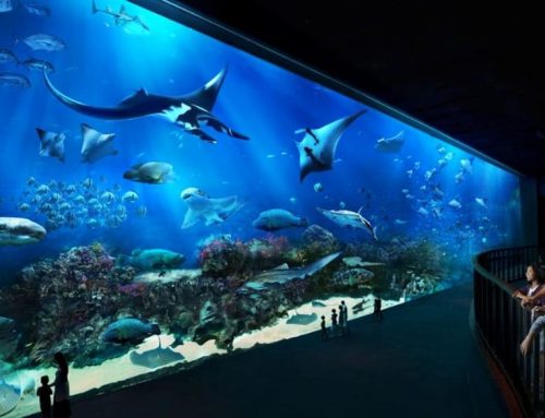 Menarik Banyak Turis, Ini Daya Tarik S.E.A. Aquarium