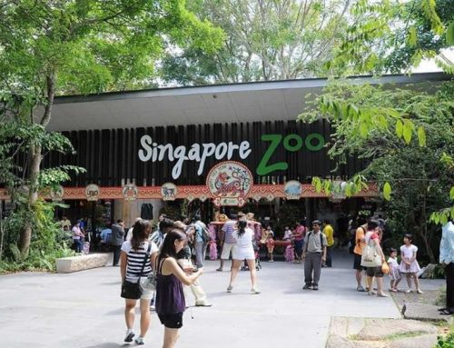 3 Kegiatan Menarik ini Patut Kamu Lakukan di Singapore Zoo