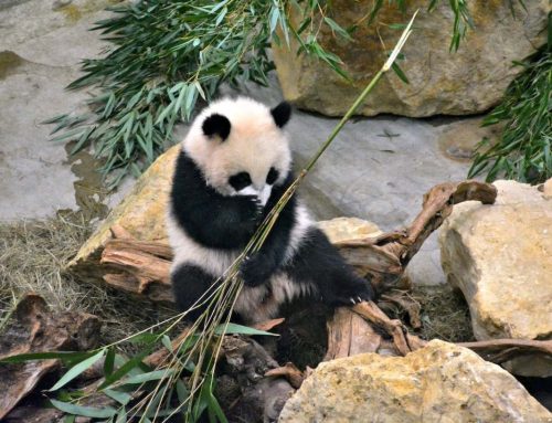 Giant Panda: Fakta Unik, Habitat, dan Kebiasaan