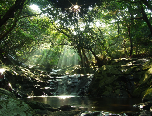Jelajahi Keindahan Alam di Taman Nasional Yangmingshan Taiwan